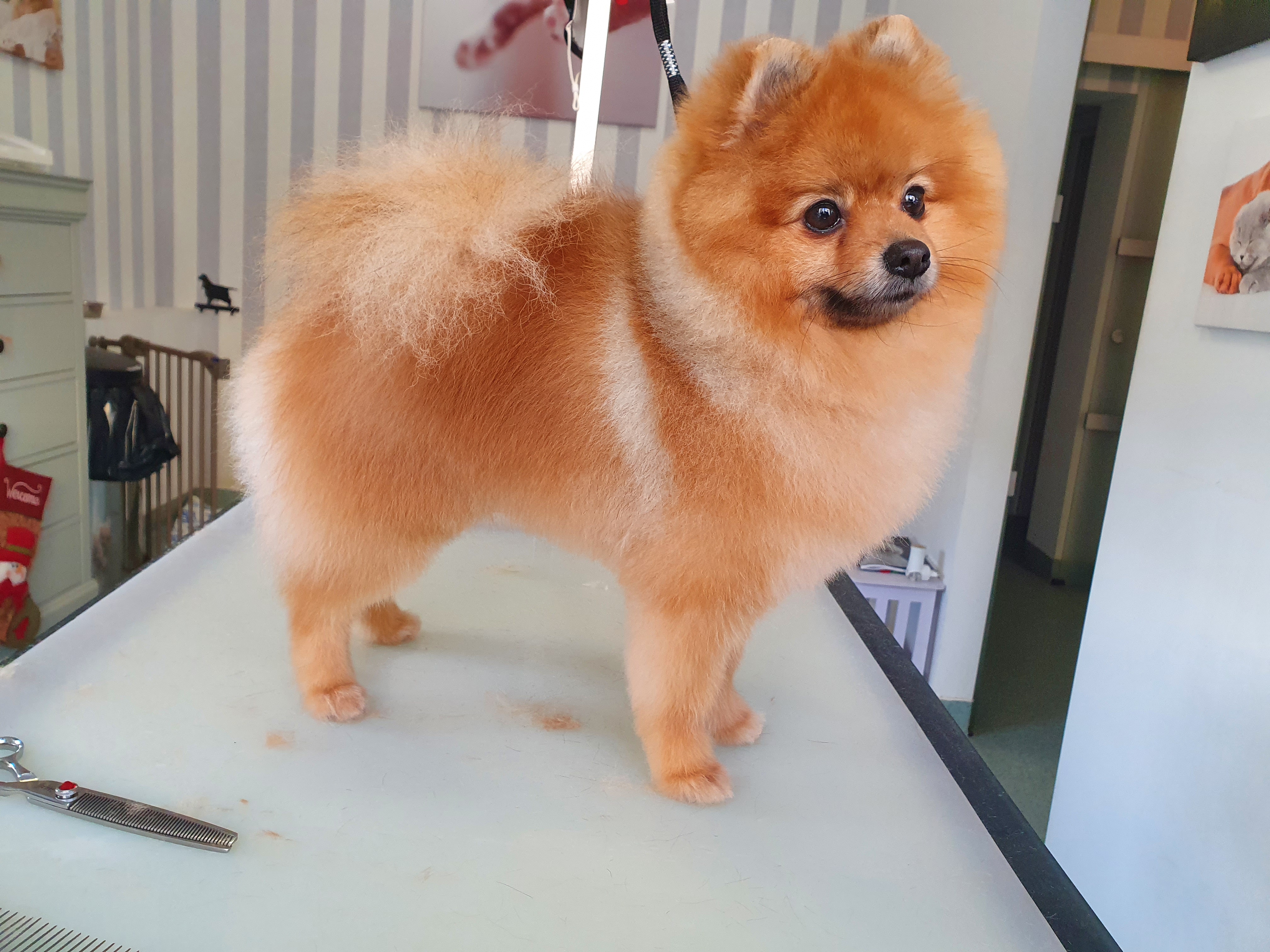 Pomeranian toaletat profesional – salon grooming Brașov