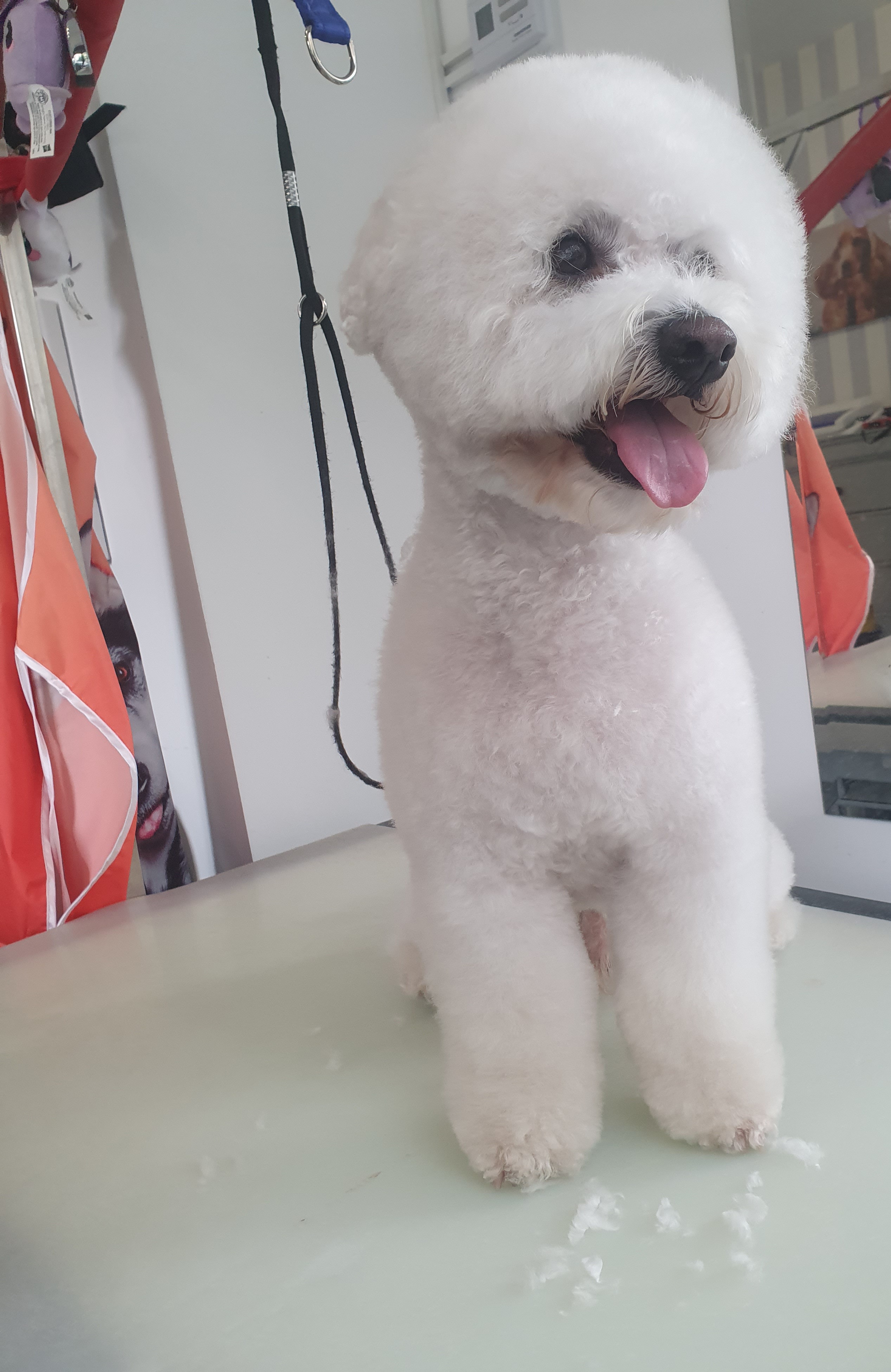 Bichon fericit după toaletare câini Brașov – Special Dog Grooming