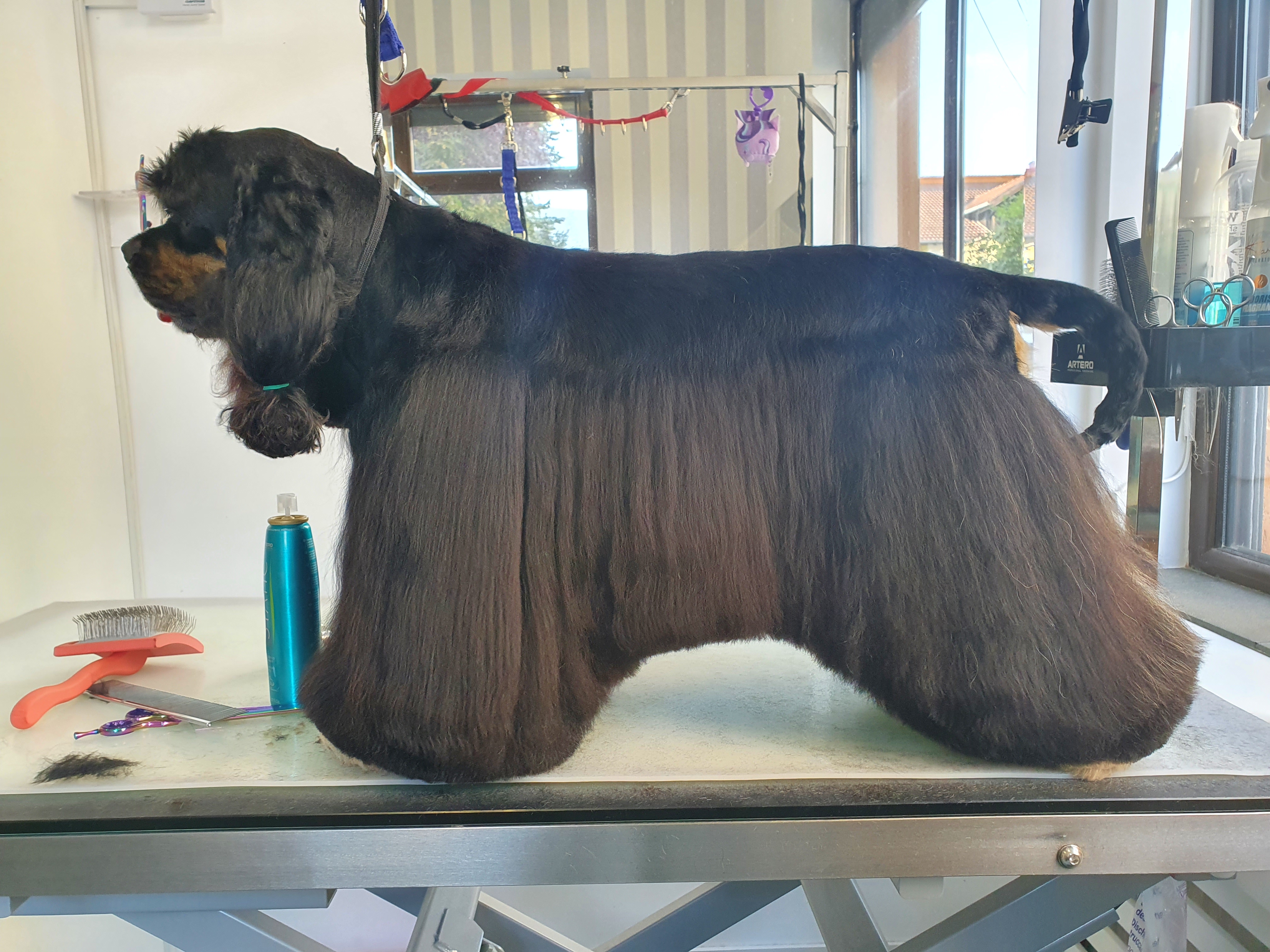 Cocker Spaniel toaletat la Special Dog Grooming Brașov