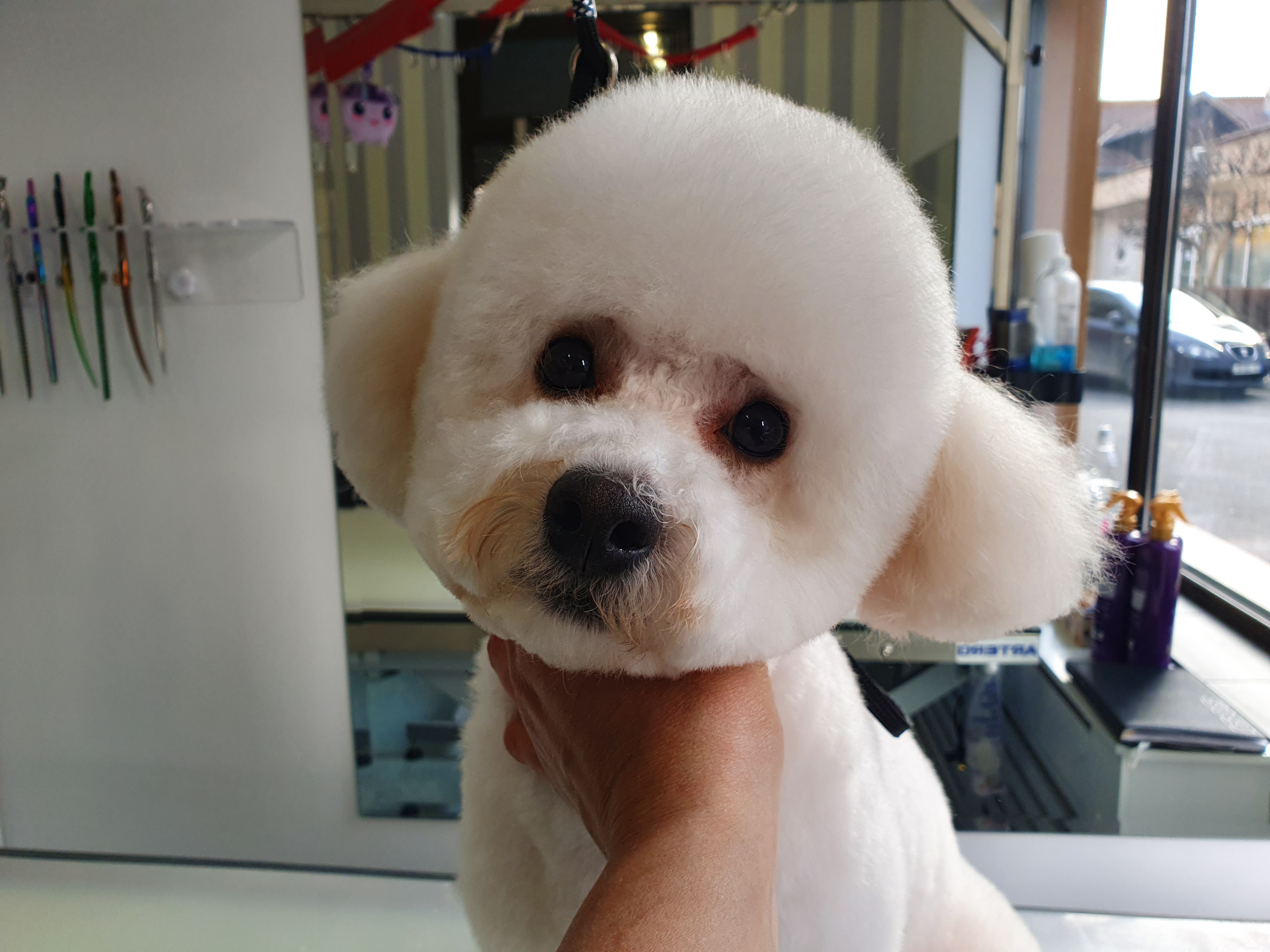 Bichon tuns rotund – toaletare câini Brașov