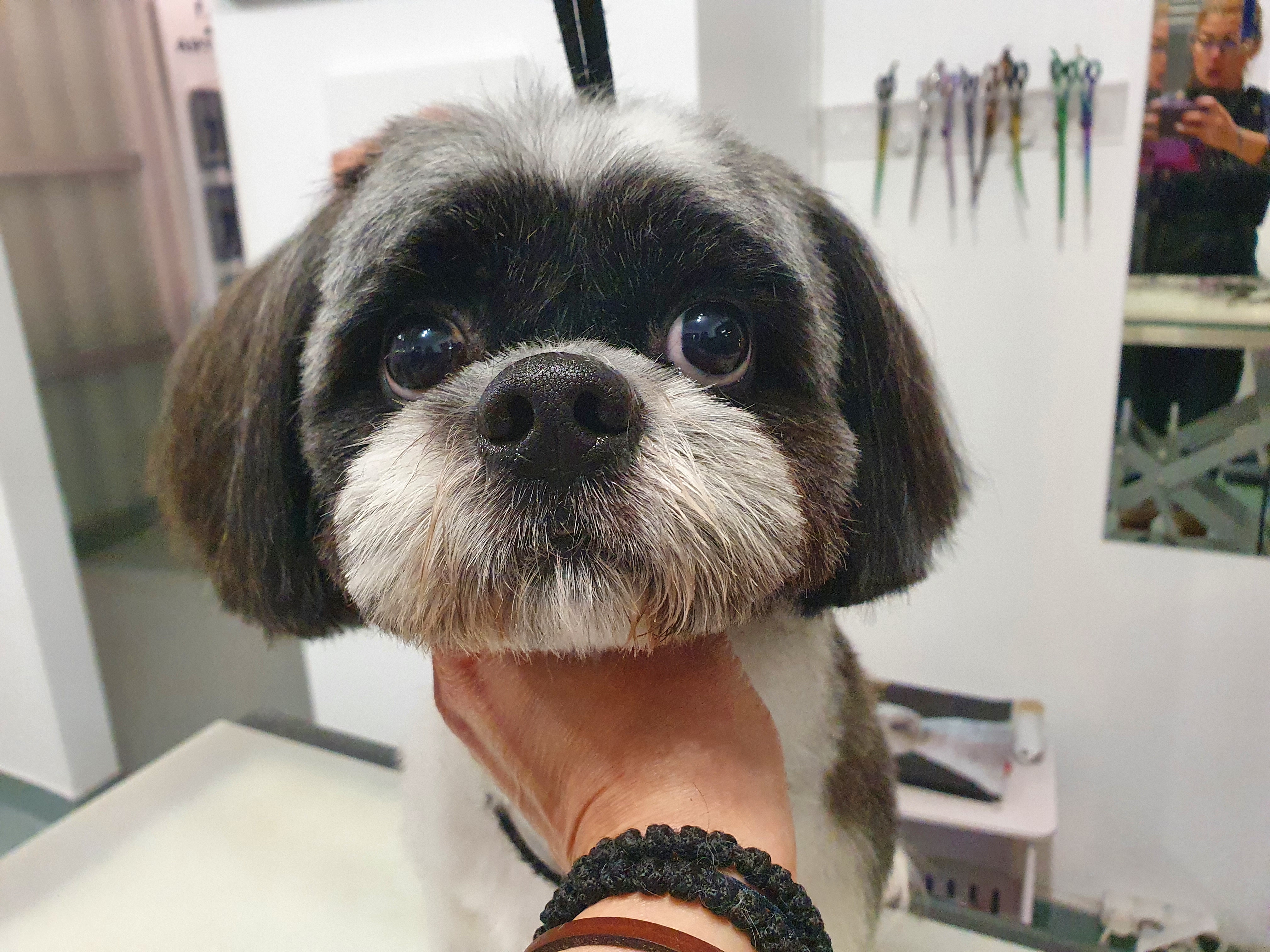 Shih Tzu îngrijit la Special Dog Grooming Brașov