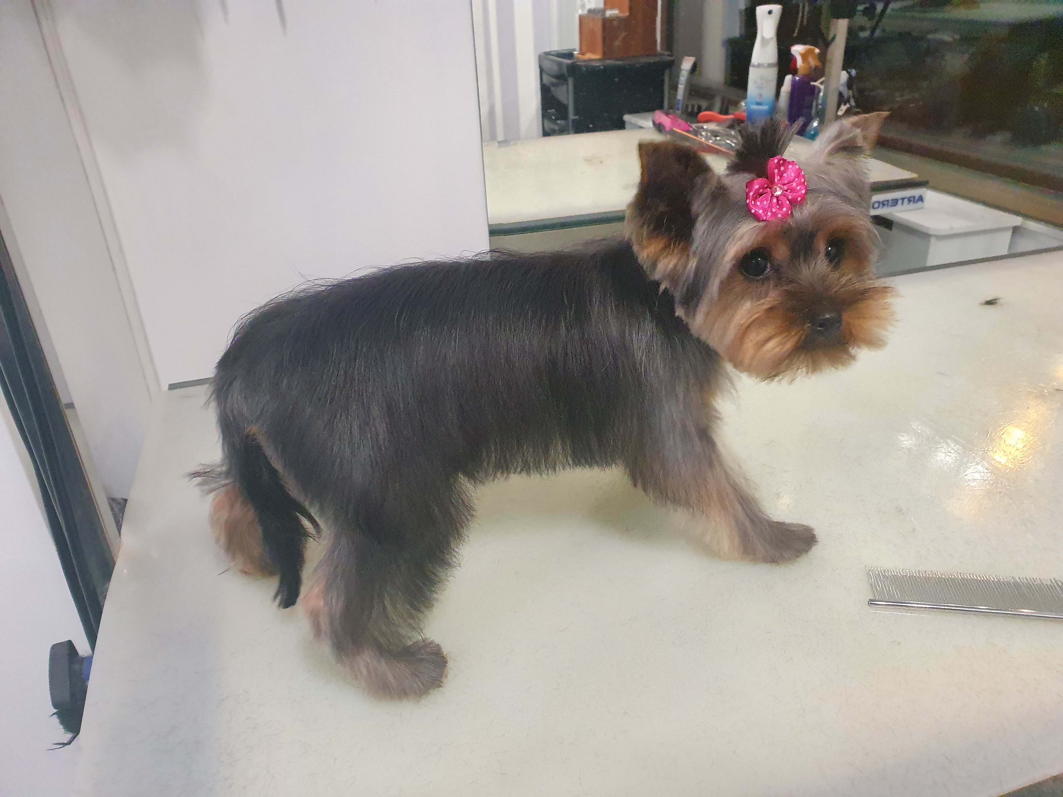Yorkshire Terrier toaletat – salon grooming Brașov