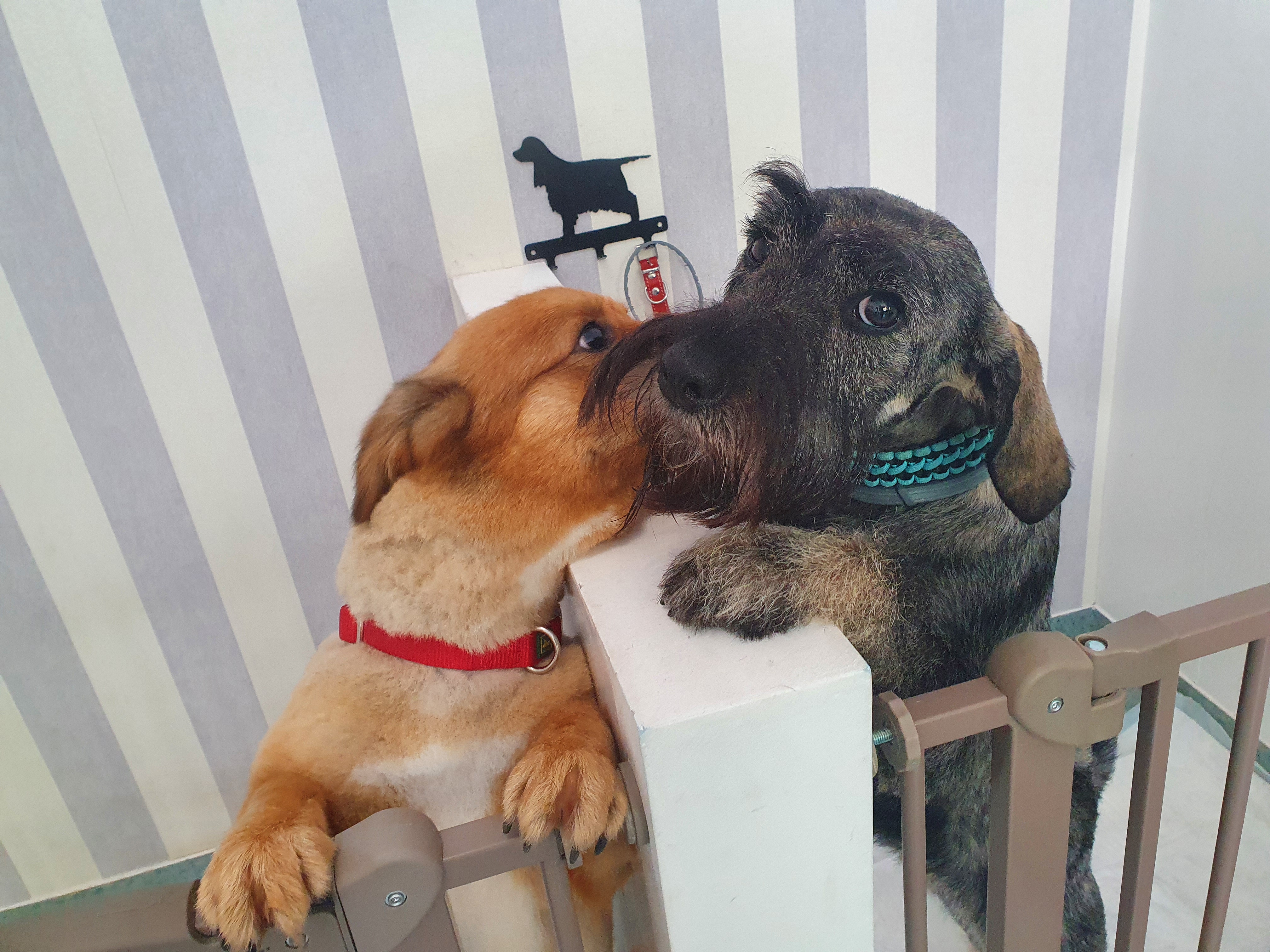 Câini toaletați la salonul de grooming din Brașov
