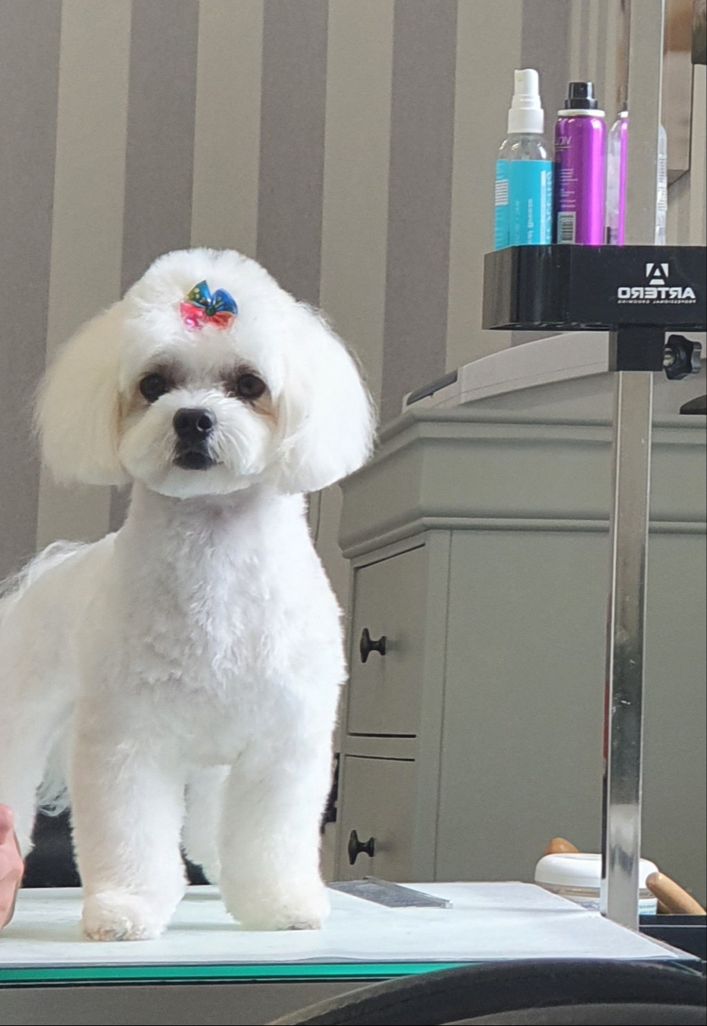 Bichon alb toaletat – Special Dog Grooming salon premium Brașov