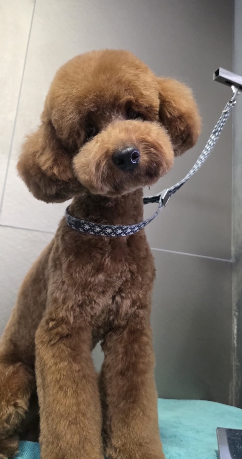 Rezultat final toaletare la Special Dog Grooming Brașov