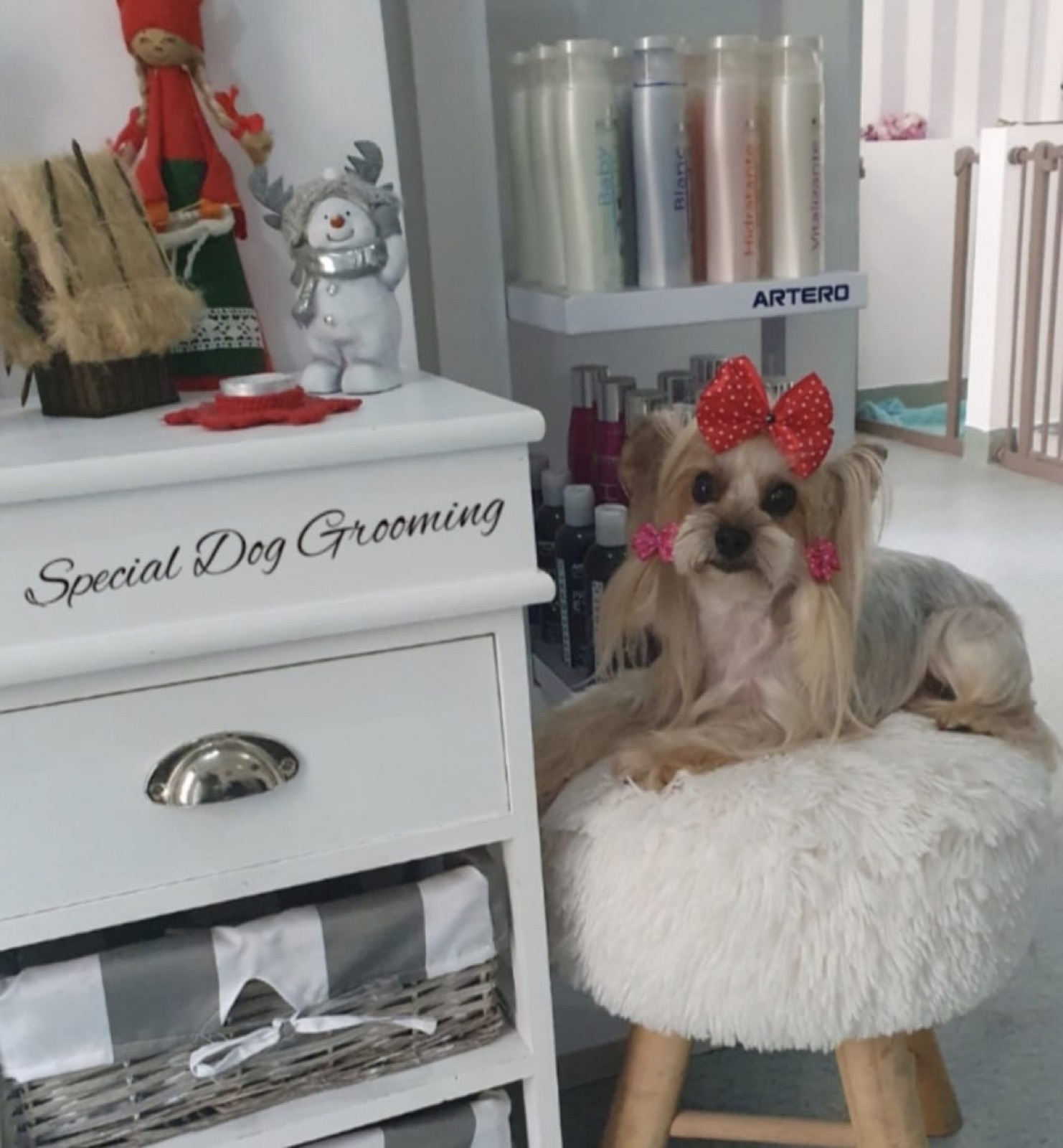 Yorkshire Terrier îngrijit la Special Dog Grooming
