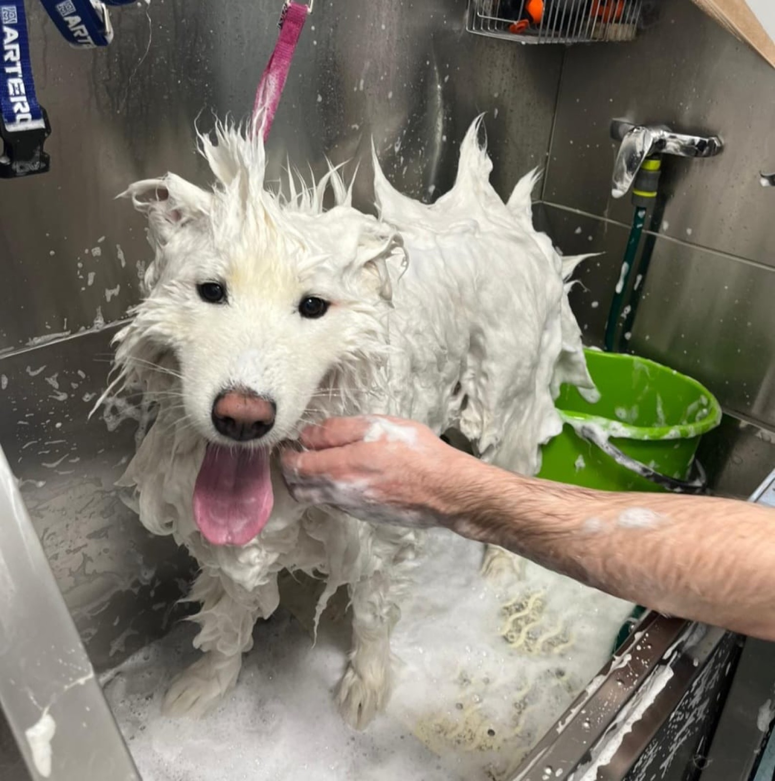 Spălarea câinelui la Special Dog Grooming Brașov