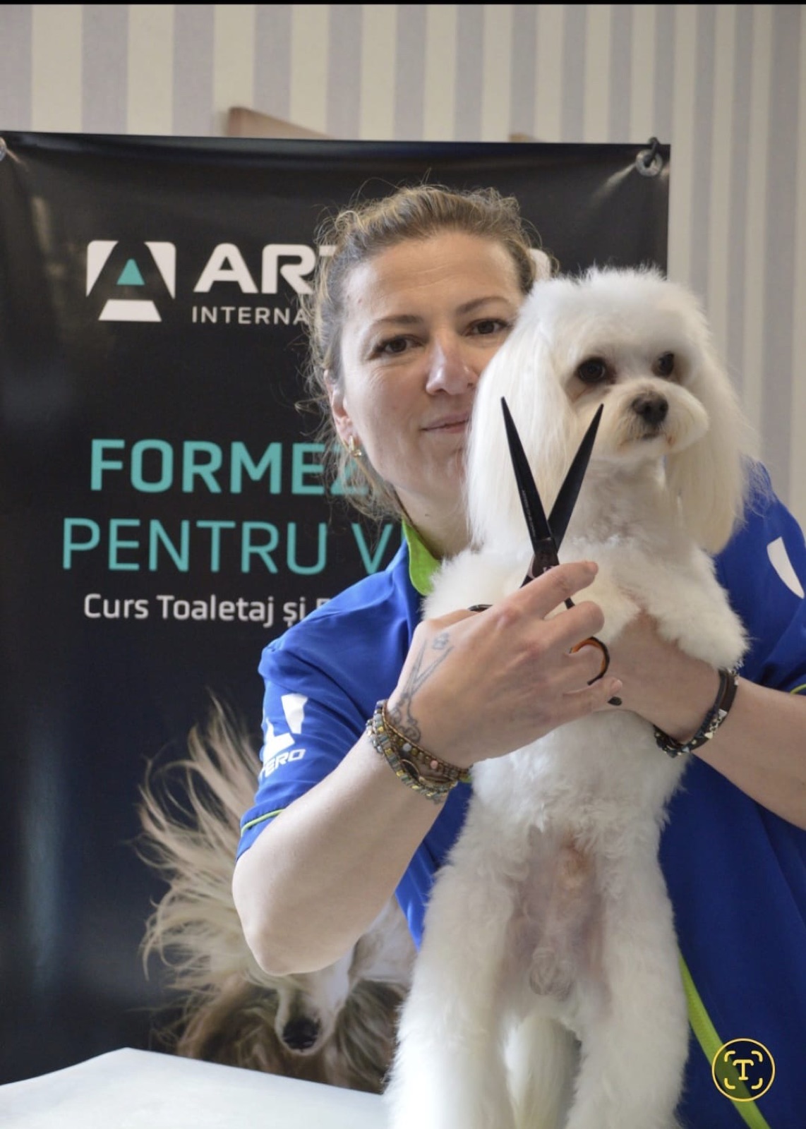 Groomer certificat ARTERO International Academy la Special Dog Grooming