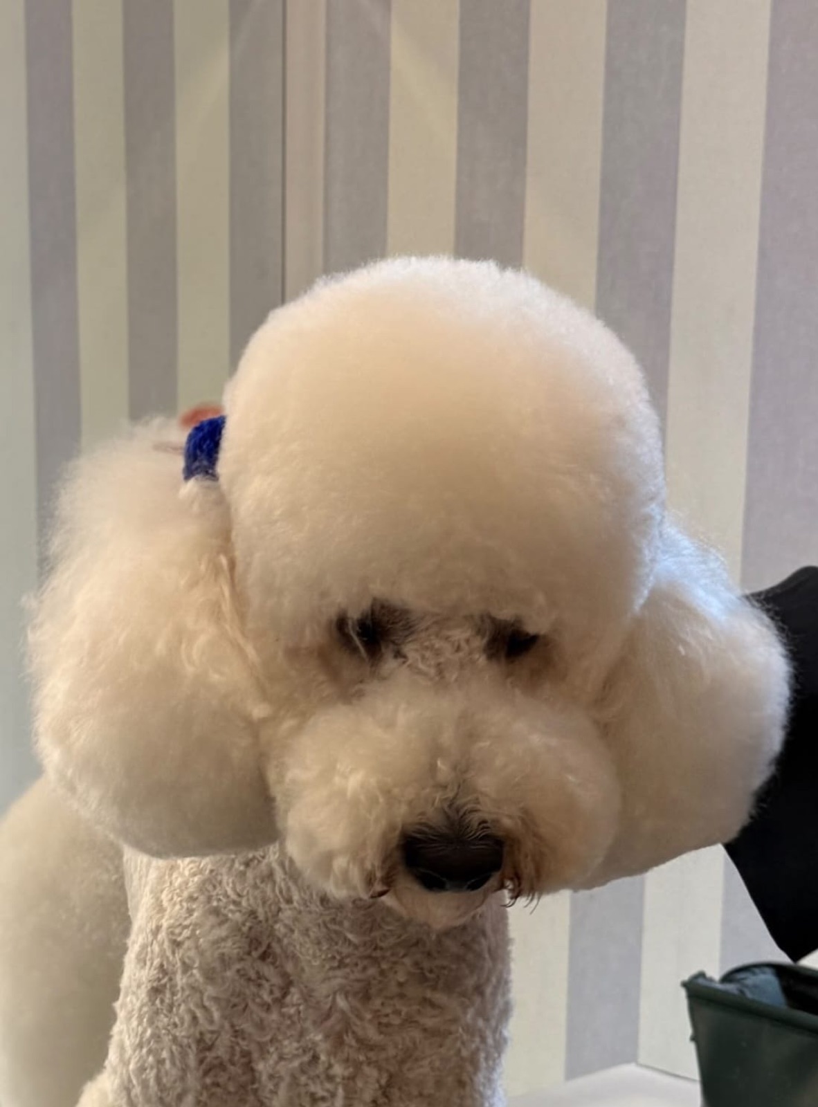 Caniche alb toaletat – Special Dog Grooming Brașov