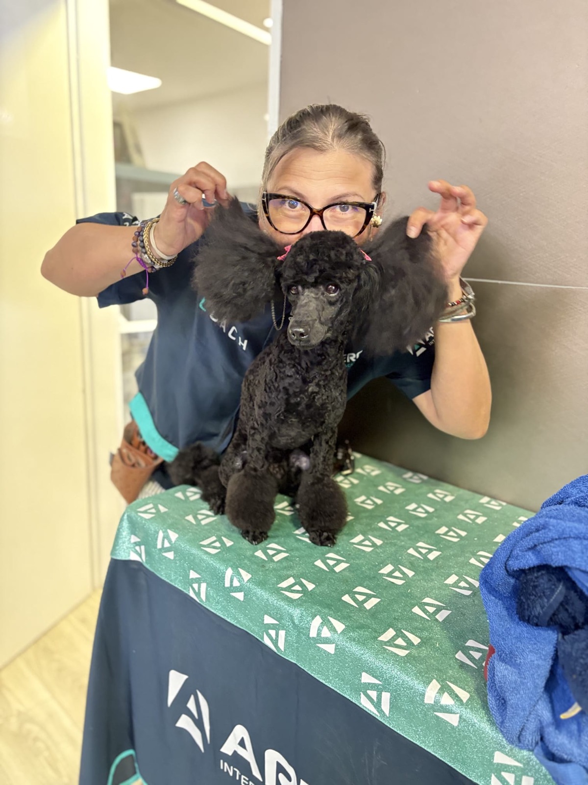 Caniche negru toaletat – Special Dog Grooming Brașov
